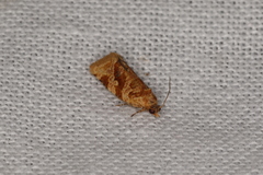 Epitymbia eudrosa