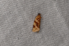Epitymbia eudrosa