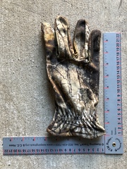 Ursus americanus eremicus