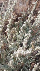 Astragalus caricinus