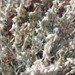 Astragalus caricinus - Photo (c) Walter Fertig, algunos derechos reservados (CC BY-NC), uploaded by Walter Fertig