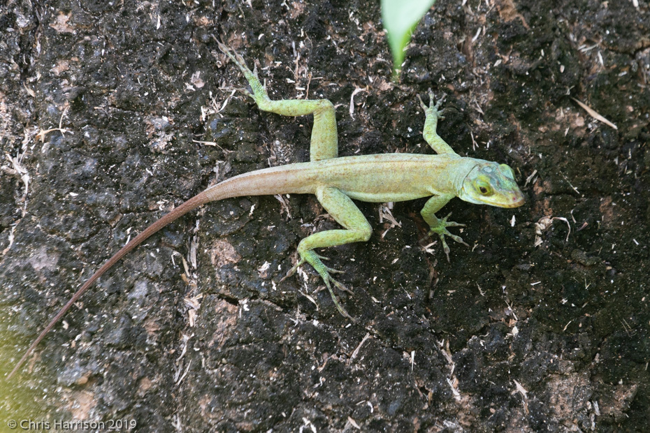 Grenada Tree Anole