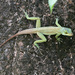 Grenada Tree Anole - Photo (c) Chris Harrison, some rights reserved (CC BY-NC), uploaded by Chris Harrison