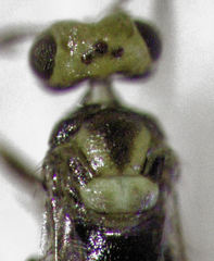 Coccophaginae