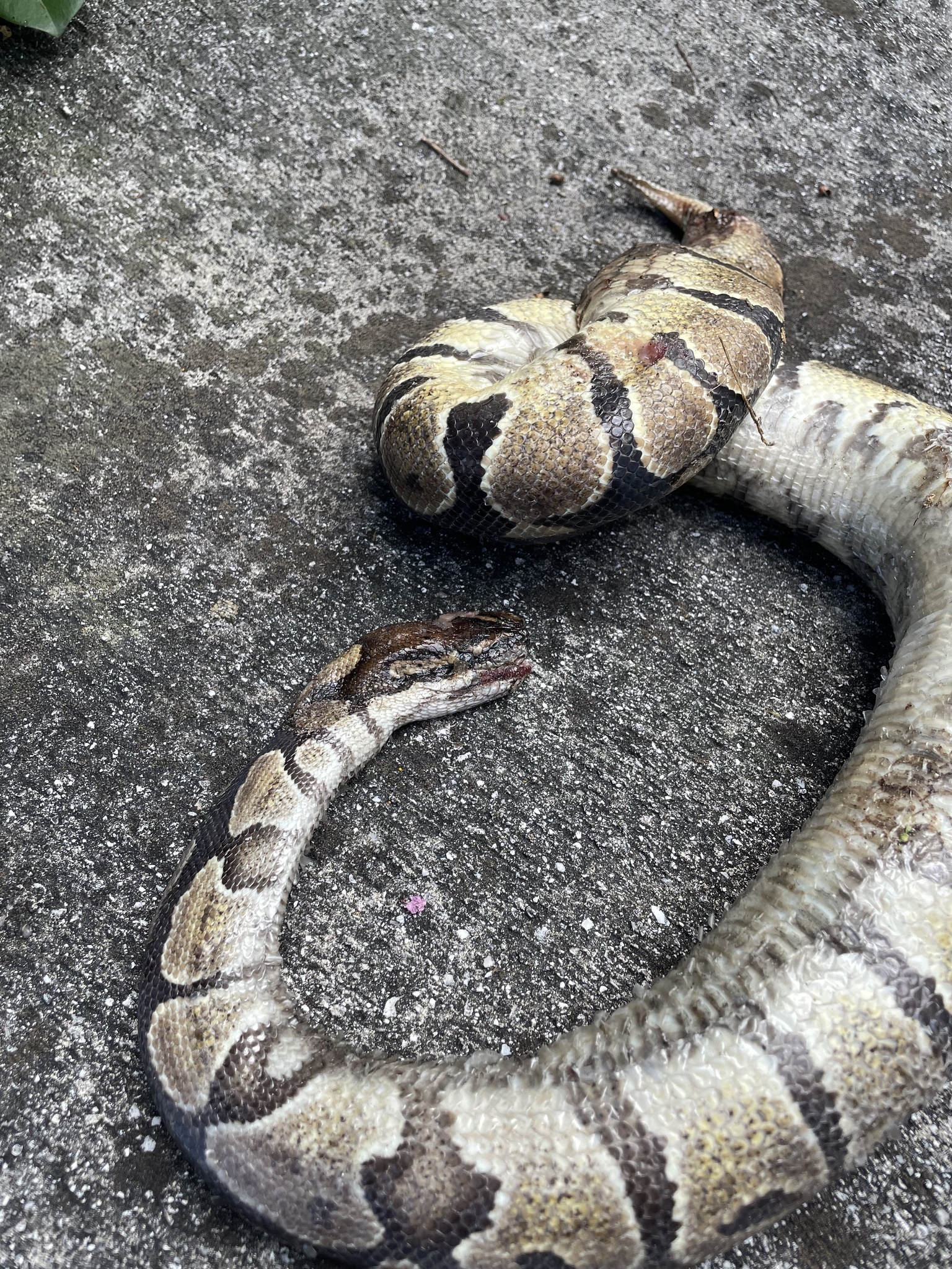 Python regius