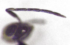 Coccophaginae