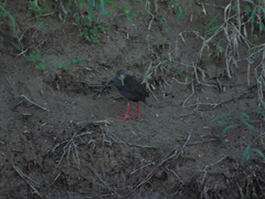 Pardirallus nigricans