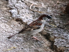 Passer domesticus