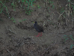 Pardirallus nigricans