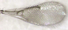 Coccophaginae