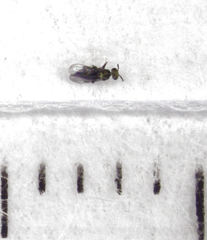 Coccophaginae