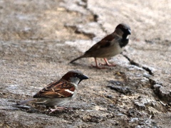 Passer domesticus