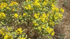 Physaria douglasii tuplashensis