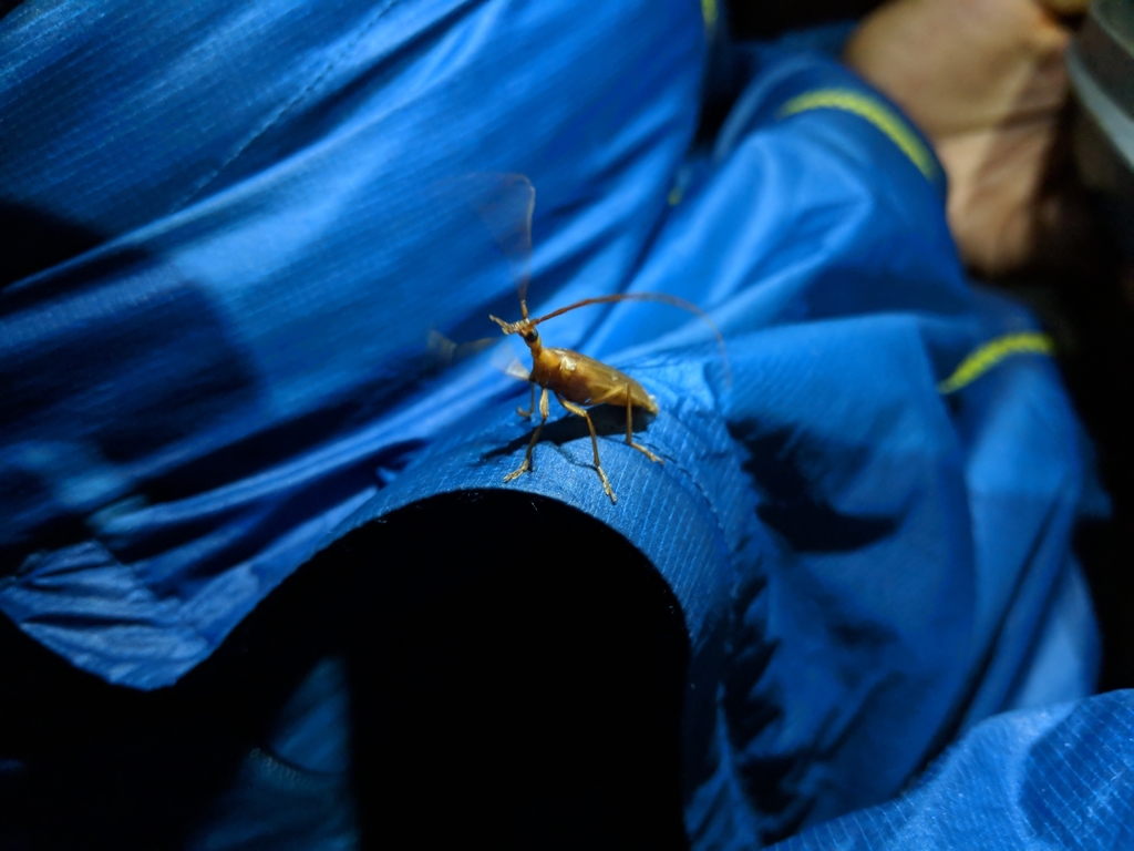 Vesperus creticus