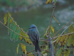 Tyrannus melancholicus