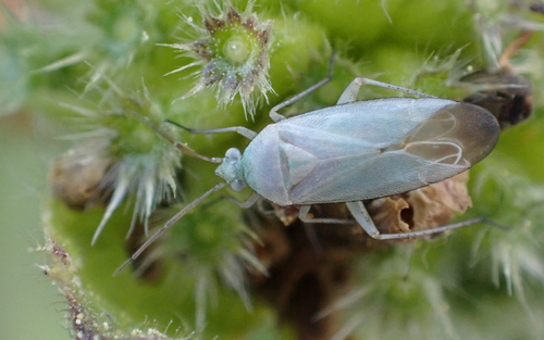 Placochilus seladonicus
