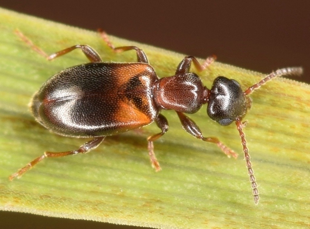 narrownecked grain beetle