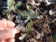 Antennaria parlinii