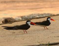 African Skimmer photo 3