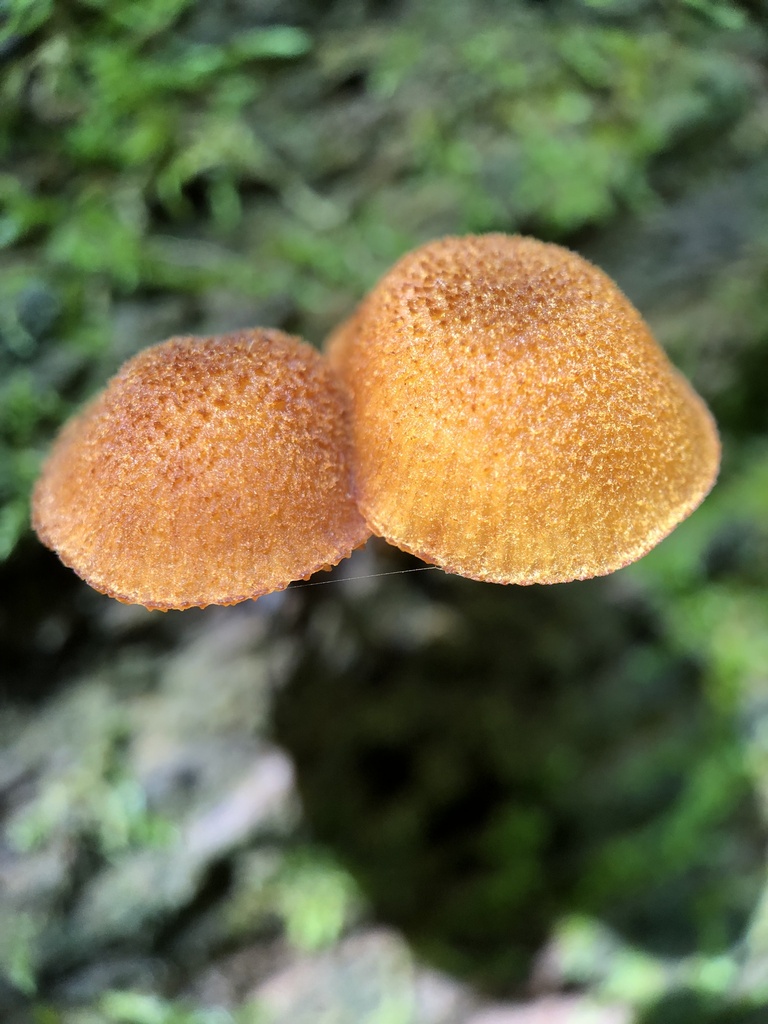Pholiota granulosa