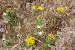 Grindelia squarrosa quasiperennis