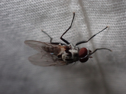 Anthomyia procellaris photo 6