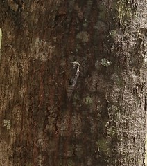 Atrapsalta furcilla