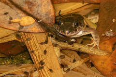 Leptodactylus validus