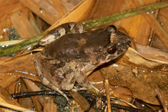 Leptodactylus validus
