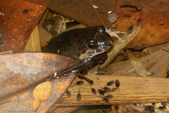 Leptodactylus validus
