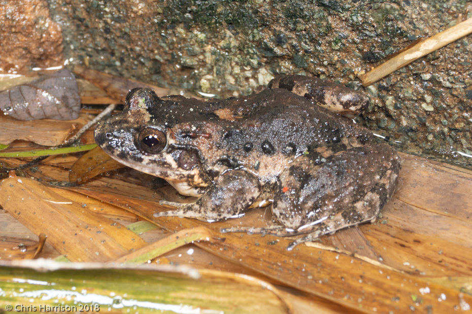 Smooth-Skinned Ditch Frog