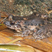 Leptodactylus validus - Photo (c) Chris Harrison, osa oikeuksista pidätetään (CC BY-NC), lähettänyt Chris Harrison