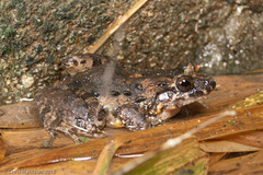 Leptodactylus validus