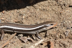 Plestiodon skiltonianus interparietalis