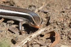 Plestiodon skiltonianus interparietalis