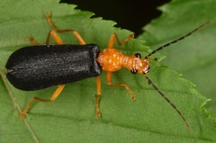 Podabrus fayi