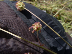 Sanguisorba minor muricata