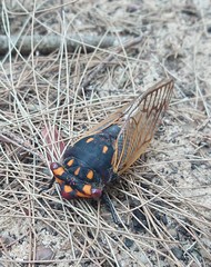 Macrotristria angularis