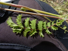 Sanguisorba minor muricata