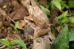 Pristimantis charlottevillensis