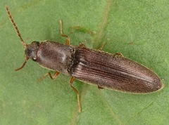 Agriotes oblongicollis