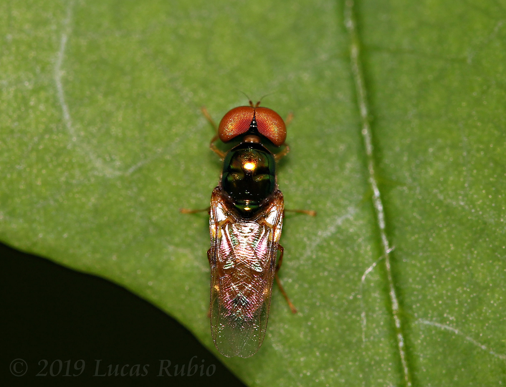 Microchrysa bicolor