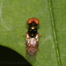 Microchrysa bicolor - Photo (c) Lucas Rubio, some rights reserved (CC BY), uploaded by Lucas Rubio
