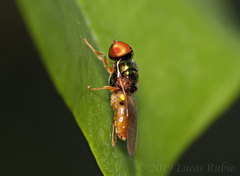 Microchrysa bicolor