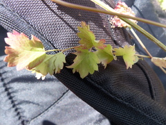 Sanguisorba minor muricata