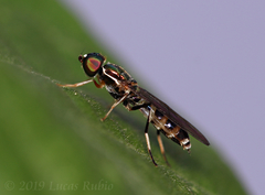 Sargus fasciatus