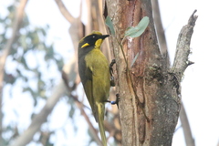 Lichenostomus melanops cassidix