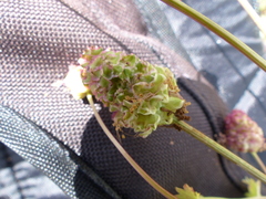 Sanguisorba minor muricata