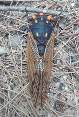 Macrotristria angularis