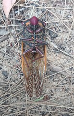 Macrotristria angularis